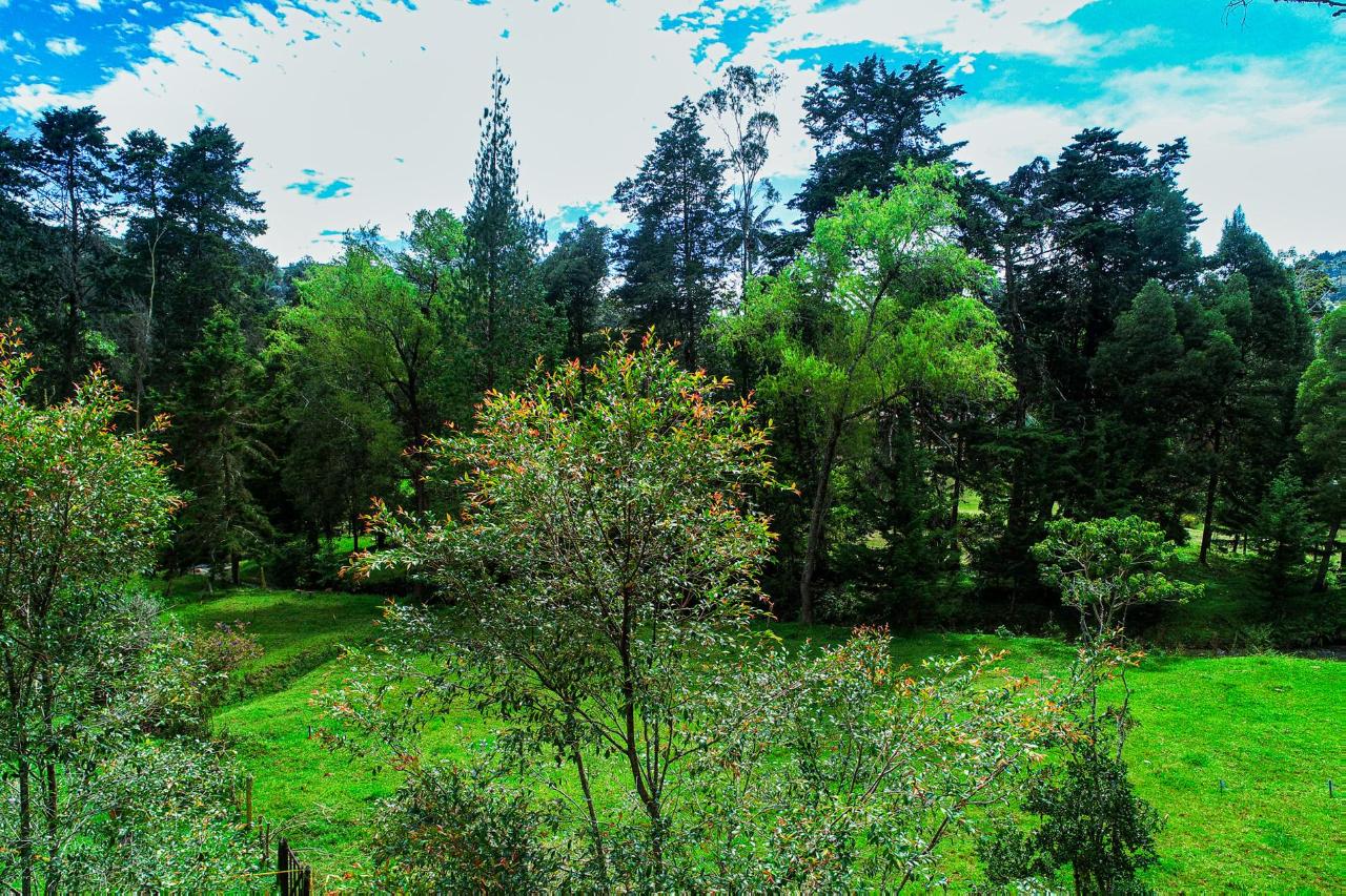 LA BOHEMIA  | RIONEGRO, Sajonia